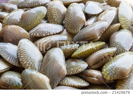 Raw Carpet clam 21420679