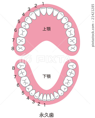Number of teeth aligned 21421285