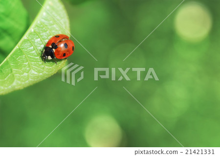 Ladybird on leaf 21421331