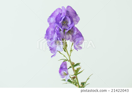 附子 附子 21422043