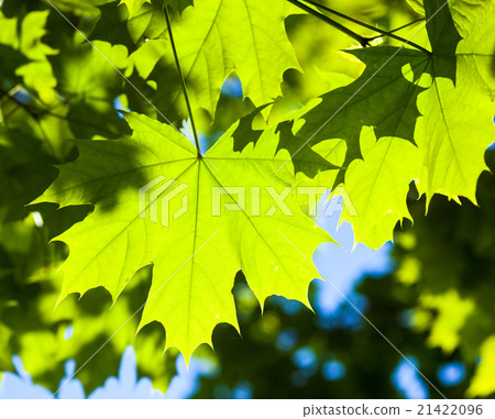 Green maple leaves in the sunshine 21422096