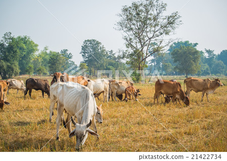 The cows in the field The cows in the field 21422734