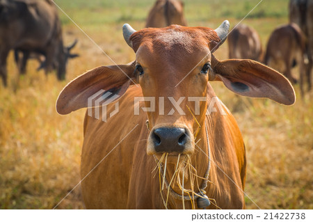 The cows in the field look at me 21422738