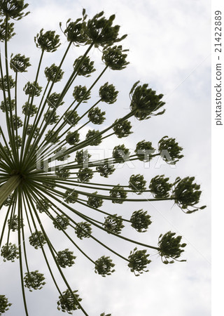 Umbel with seeds of the hogweed 21422889