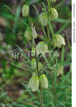 Shell mother (bait) 21424140