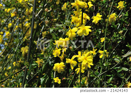 雲南胡梅（上野） 21424143
