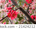 盛開的紅色綻放 21424212