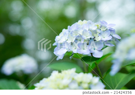 繡球花（淺藍色） 21424356