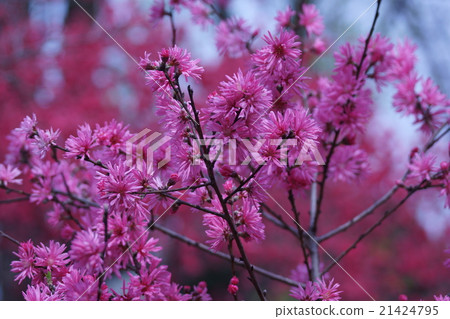 我的名字是Chikamo,我的名字是源氏。 我的名字是Chikamo,我的名字是源氏。 21424795