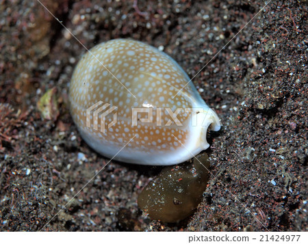 Takaragai水下研究員 Takaragai水下研究員 21424977