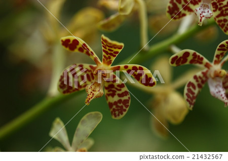 Natural plant Iriomote run, flower like the propeller is beautiful. Indigenous deterioration and overfishing seems to be extinct in nature 21432567