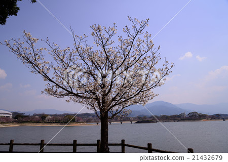 盛開在公園的櫻花 21432679