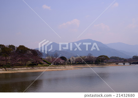 盛開在公園的櫻花 盛開在公園的櫻花 21432680