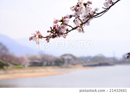 Cherry blossoms blooming in the park Cherry blossoms blooming in the park 21432681