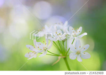 Allium Coigny 21432989