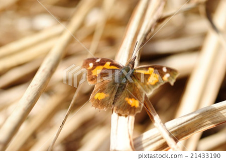 Tenured butterfly Tenured butterfly 21433190
