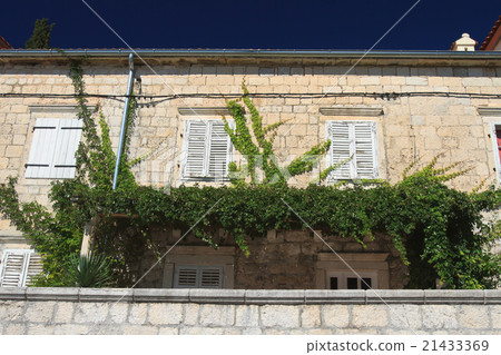 Vine on the wall under the windows 21433369