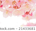 櫻花 21433681