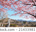 懸索橋 21433981