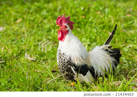 Birds telling dawn Shori Yoko Rooster army bird chicken Birds telling dawn Shori Yoko Rooster army bird chicken 21434483