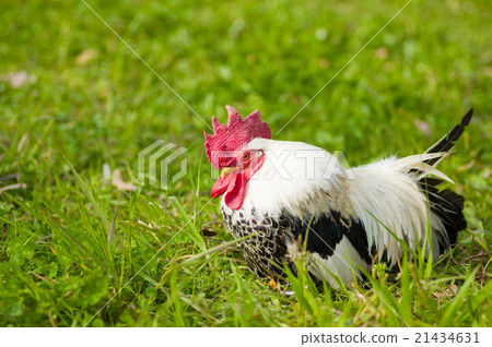 Chirping and sleeping birds half eyes right bird chicken chicken 21434631