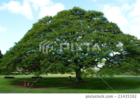 Monkey pod tree 21435102