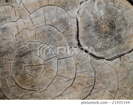 section view cutting of a natural tropical tree 21435144