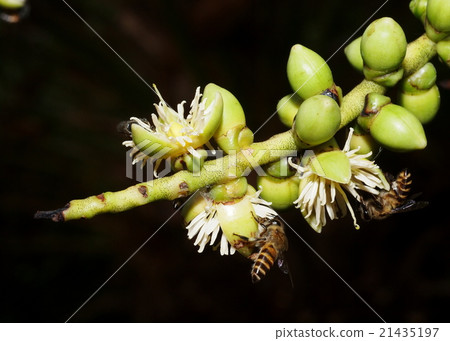 white betel palm flowers with bees on dark BG 21435197