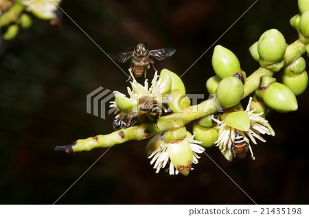 white betel palm flowers with bees on dark BG white betel palm flowers with bees on dark BG 21435198