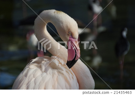 Flamingo  21435463