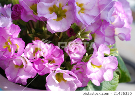 Primula Julian Primula Julian 21436330