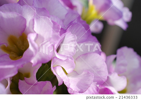 Primula Julian 21436333