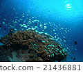 Small fish in Kerama 21436881