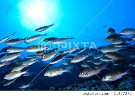 鋸鰩 鋸鰩 21437273