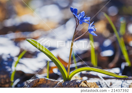 Beautiful blue spring flowers. snowdrop 21437392