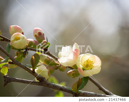 Flowers of gentle color Kuro 21437466