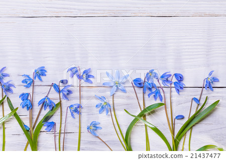 Still life with spring blue flowers Still life with spring blue flowers 21437477