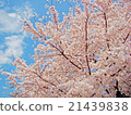  Cherry blossoms and blue sky 21439838