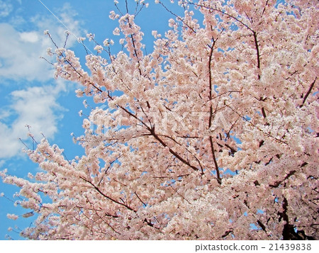 Cherry blossoms and blue sky Cherry blossoms and blue sky 21439838