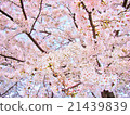 Cherry tree full bloom 21439839