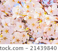 Up of cherry blossoms 21439840