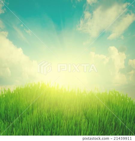 rising sun and green grass under blue sky rising sun and green grass under blue sky 21439911