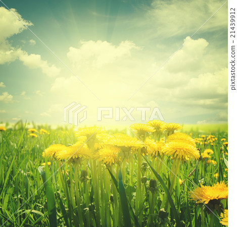 dandelion field at summer dandelion field at summer 21439912