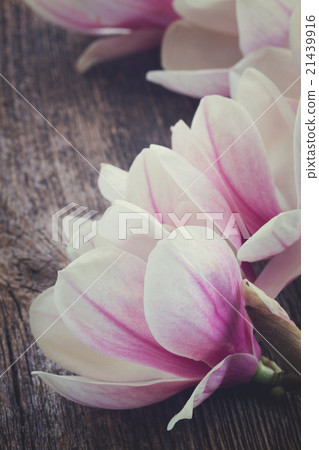 magnolia flowers with pearls on wooden table magnolia flowers with pearls on wooden table 21439916