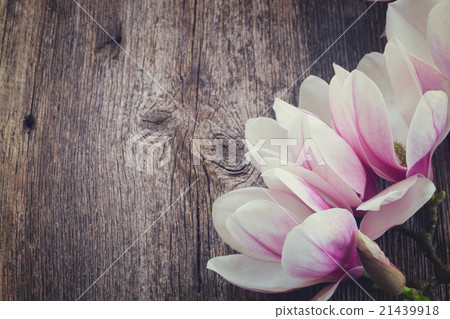 magnolia flowers with pearls on wooden table magnolia flowers with pearls on wooden table 21439918