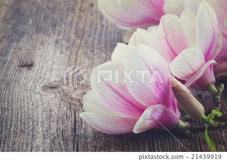 magnolia flowers with pearls on wooden table magnolia flowers with pearls on wooden table 21439919