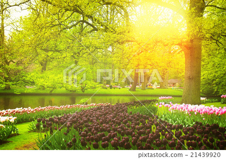 spring garden in Keukenhof, Holland spring garden in Keukenhof, Holland 21439920