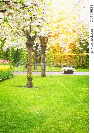 spring blooming trees spring blooming trees 21439921