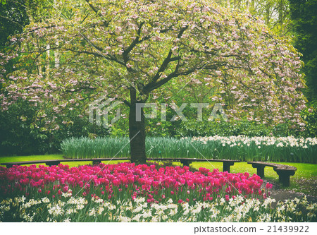 spring blooming tree in garden spring blooming tree in garden 21439922