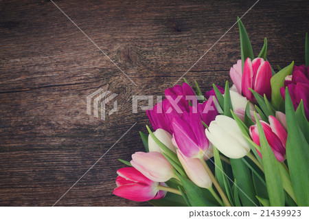 bouquet of pink, purple and white tulips bouquet of pink, purple and white tulips 21439923